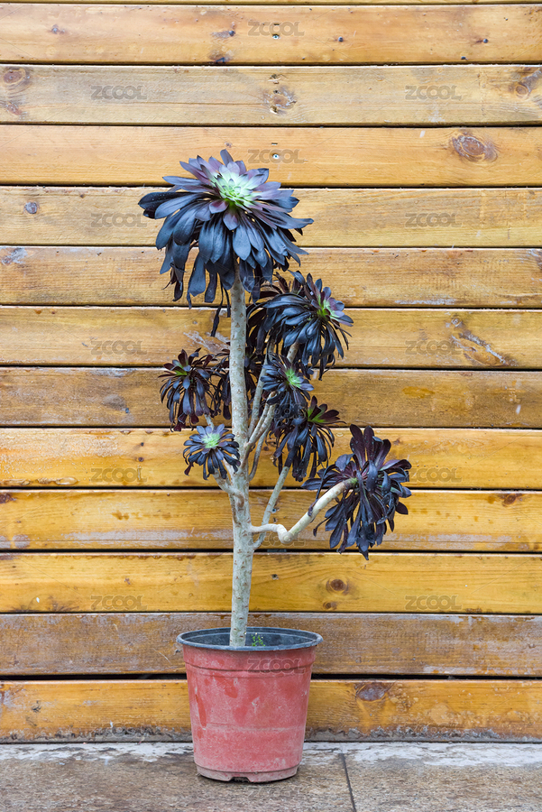 多肉植物，黑法师（主预览-5961928） - 未分类 - 站酷设计师ddukang原创素材 - 站酷ZCOOL