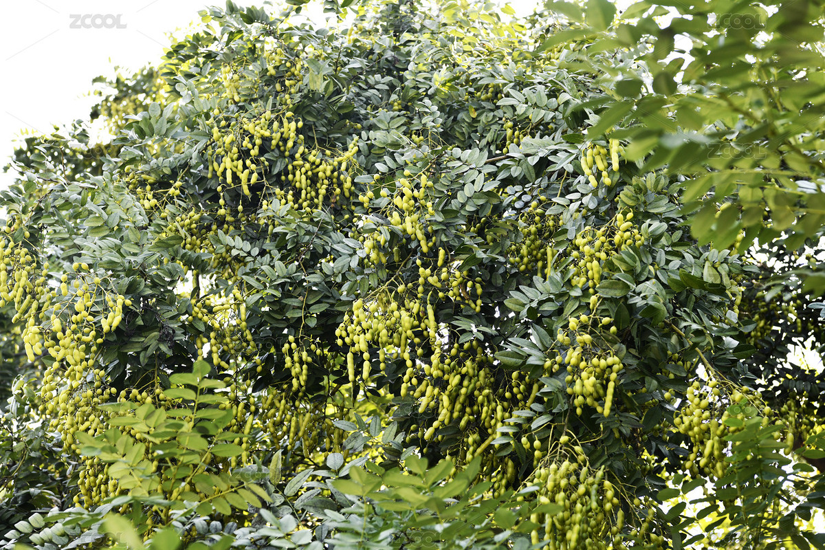 古槐樹上掛滿串串槐角（主預(yù)覽-7034060） - 未分類 - 站酷設(shè)計師lizongxian原創(chuàng)素材 - 站酷ZCOOL