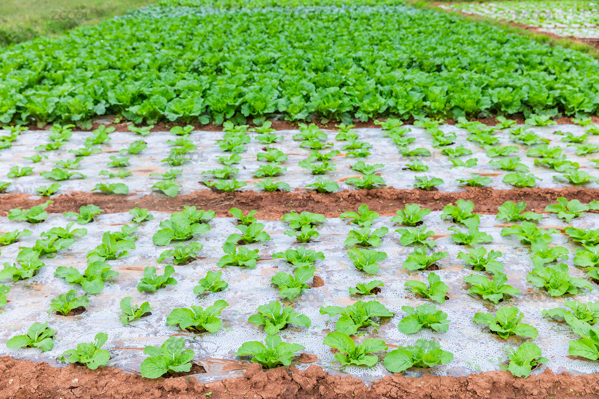 有機(jī)蔬菜農(nóng)田風(fēng)光（主預(yù)覽-11930400） - 未分類(lèi) - 站酷設(shè)計(jì)師KM無(wú)線原創(chuàng)素材 - 站酷ZCOOL