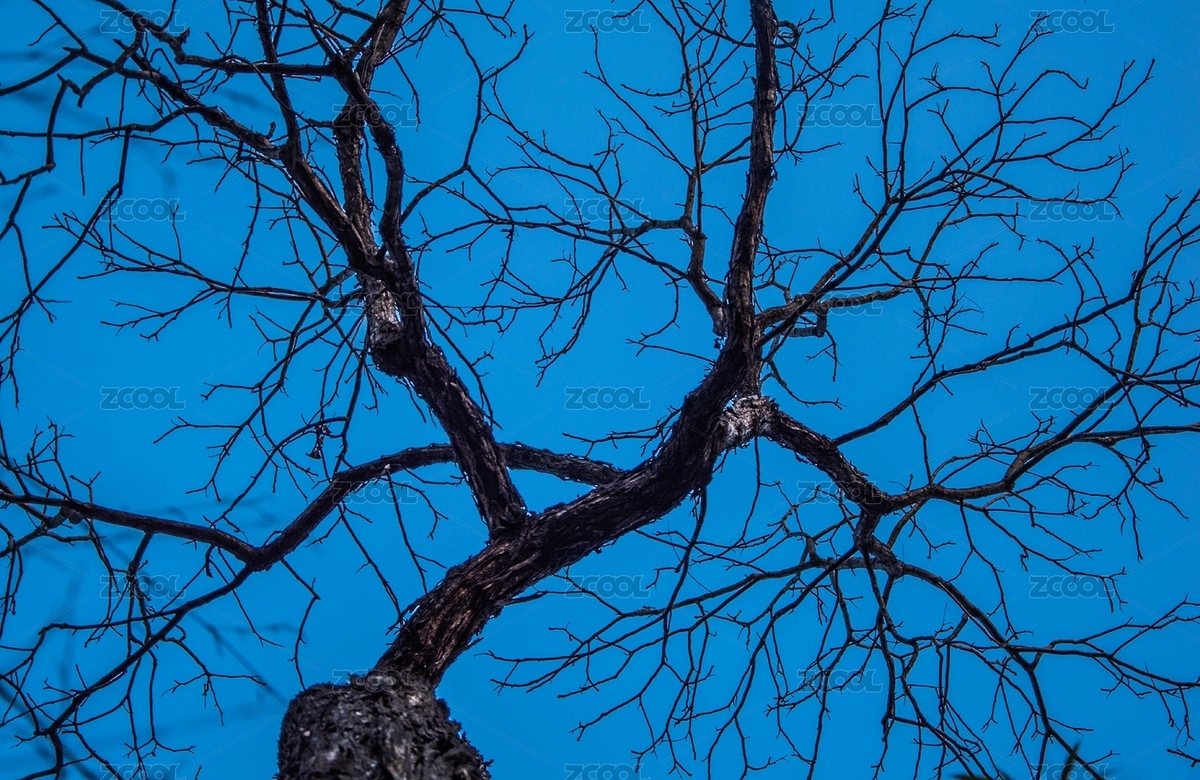 樹(shù)影（主預(yù)覽-8788564） - 未分類(lèi) - 站酷設(shè)計(jì)師生如胡楊原創(chuàng)素材 - 站酷ZCOOL