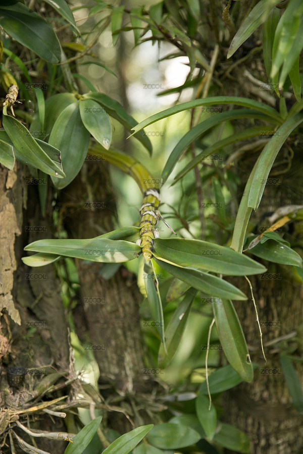 熱帶植物（主預(yù)覽-9670564） - 未分類(lèi) - 站酷設(shè)計(jì)師向日葵食雜鋪原創(chuàng)素材 - 站酷ZCOOL