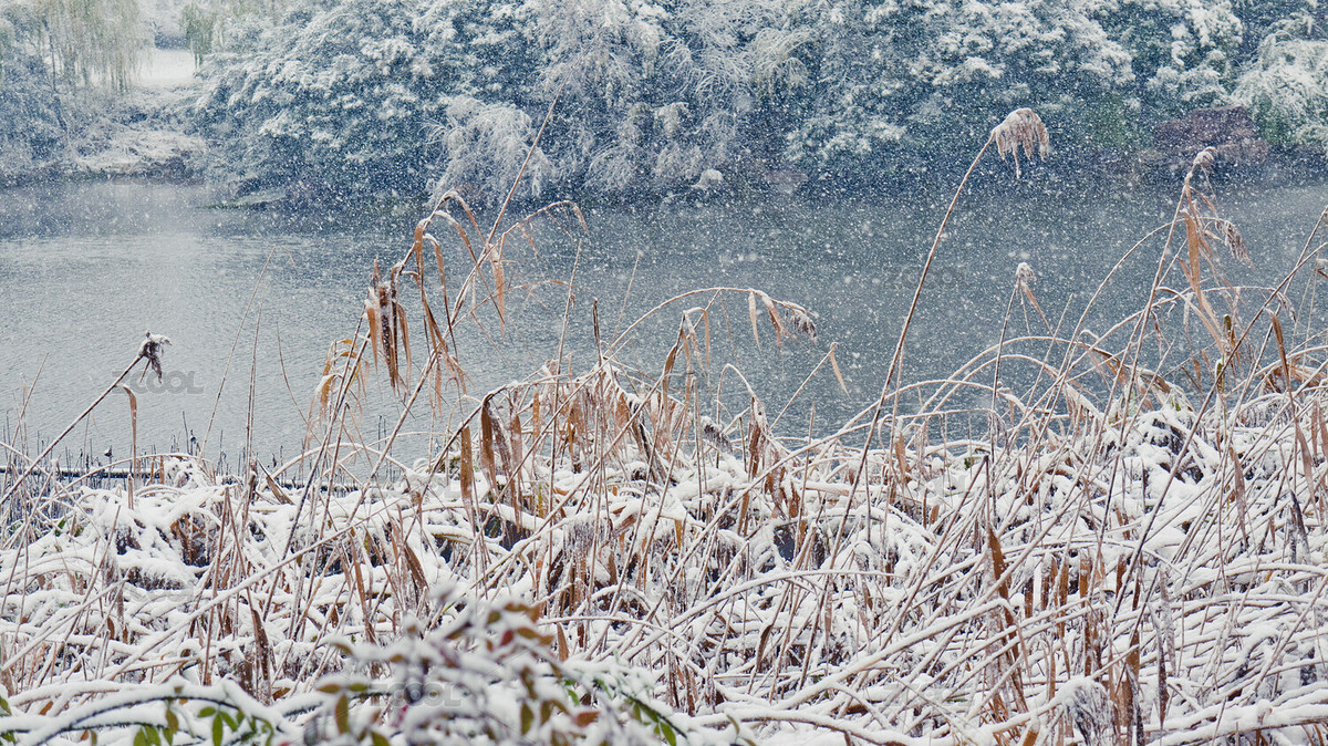 蘆葦蕩（主預(yù)覽-3040605） - 未分類 - 站酷設(shè)計師nitailong原創(chuàng)素材 - 站酷ZCOOL