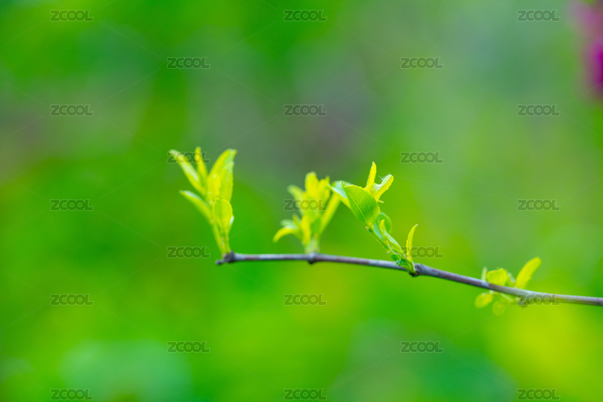 棗樹大棗棗子鮮棗果實（主預(yù)覽-5275095） - 未分類 - 站酷設(shè)計師安147123原創(chuàng)素材 - 站酷ZCOOL