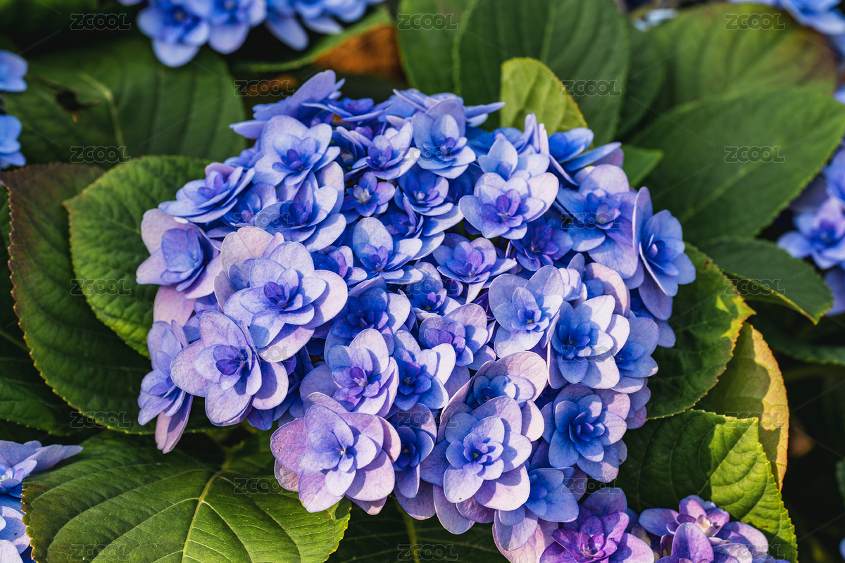 繡球花紫陽(yáng)花（主預(yù)覽-12123516） - 未分類 - 站酷設(shè)計(jì)師Lyirs原創(chuàng)素材 - 站酷ZCOOL