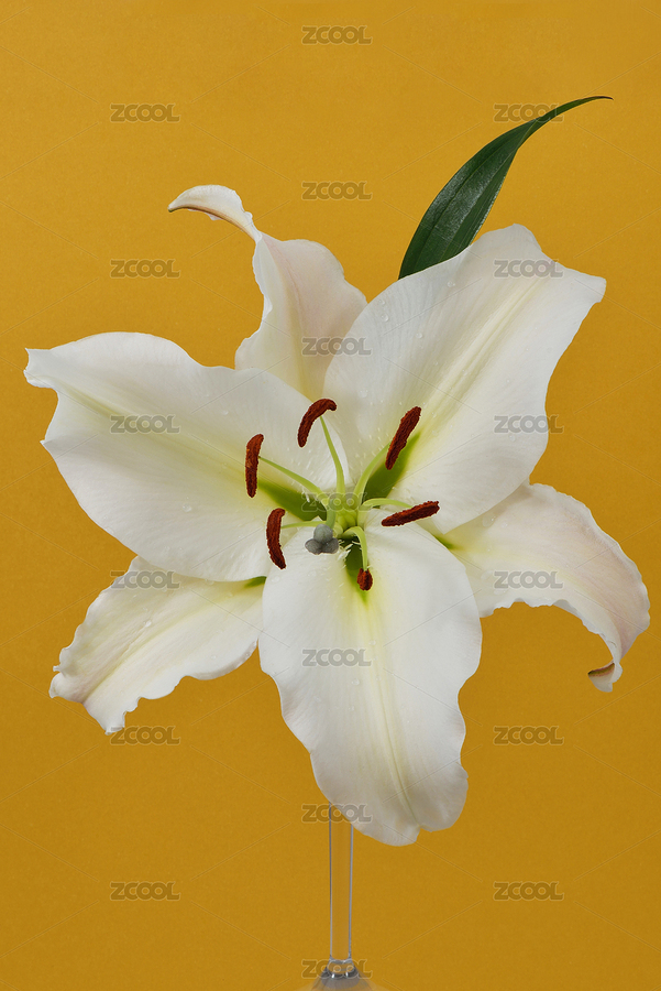 百合花（主预览-8954189） - 未分类 - 站酷设计师尚色墨梅原创素材 - 站酷ZCOOL