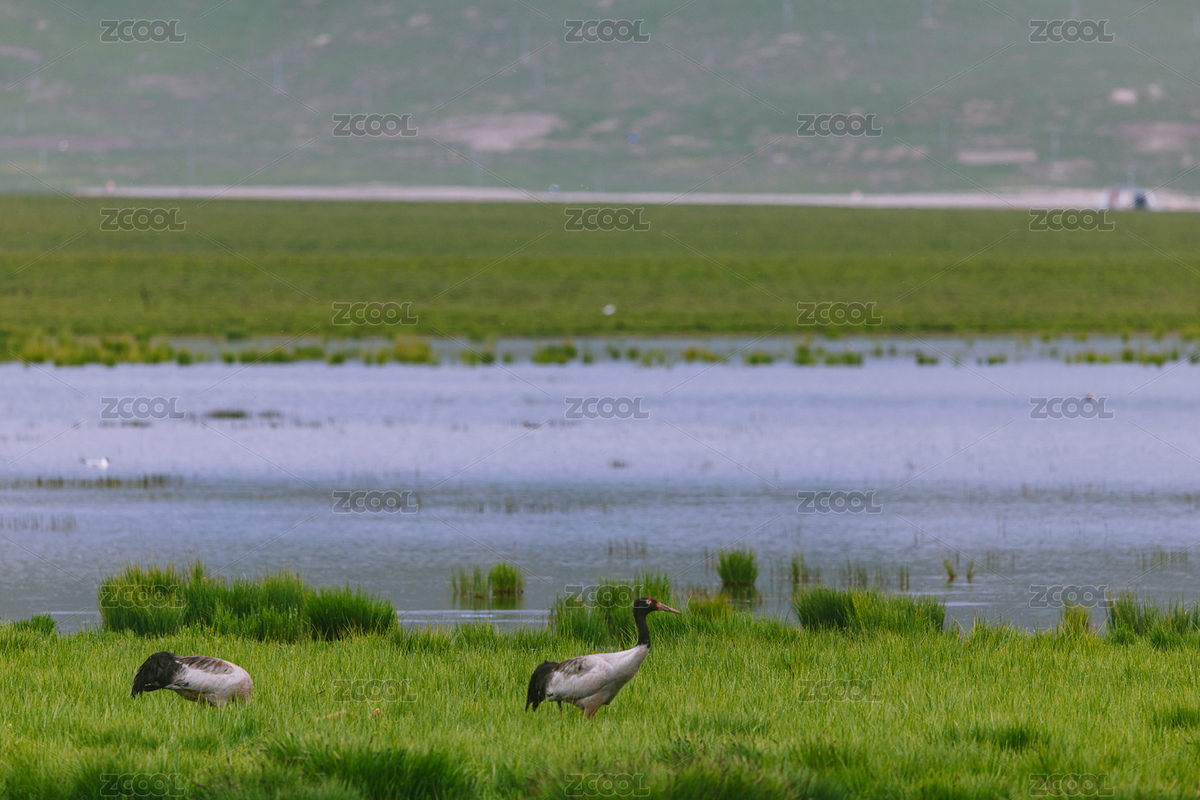 中国四川阿坝州若尔盖花湖里的黑颈鹤（主预览-11330546） - 未分类 - 站酷设计师正版喜之狼原创素材 - 站酷ZCOOL