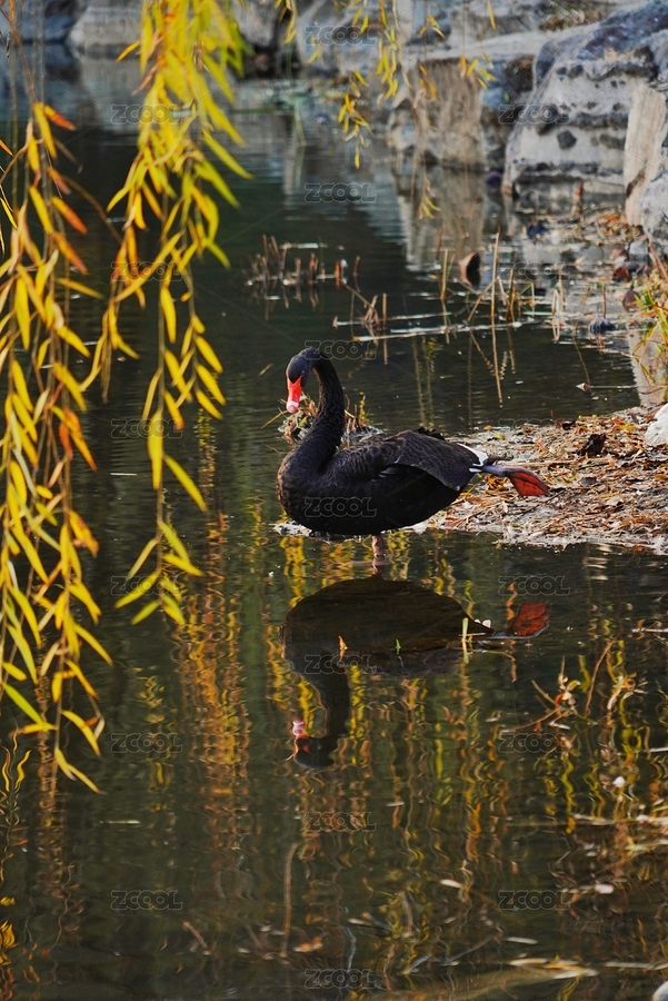 公园里的黑天鹅（主预览-1644212） - 未分类 - 站酷设计师colins123原创素材 - 站酷ZCOOL