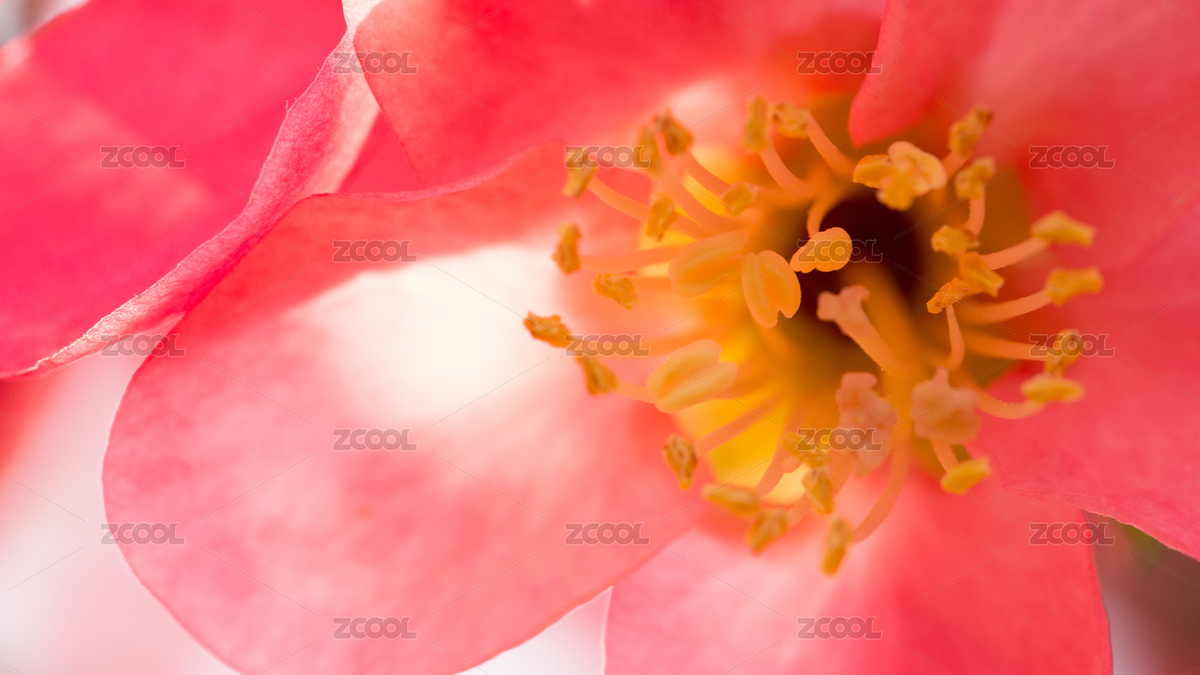 海棠花（主預(yù)覽-3473487） - 未分類 - 站酷設(shè)計(jì)師十把火原創(chuàng)素材 - 站酷ZCOOL