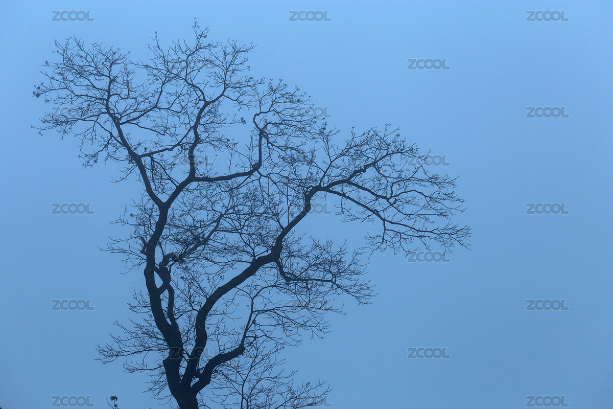 樹（主預(yù)覽-7686809） - 未分類 - 站酷設(shè)計師快門哥原創(chuàng)素材 - 站酷ZCOOL