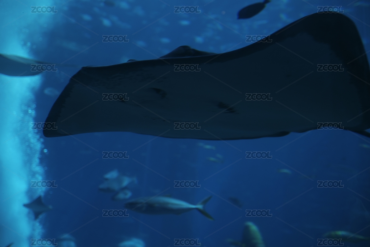 三亞海洋館（主預(yù)覽-8459673） - 未分類(lèi) - 站酷設(shè)計(jì)師Shyou_Takahashi原創(chuàng)素材 - 站酷ZCOOL