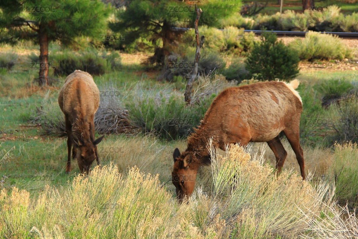 美國科羅拉多大峽谷的野驢（主預(yù)覽-2768715） - 未分類 - 站酷設(shè)計師初小夏夏原創(chuàng)素材 - 站酷ZCOOL