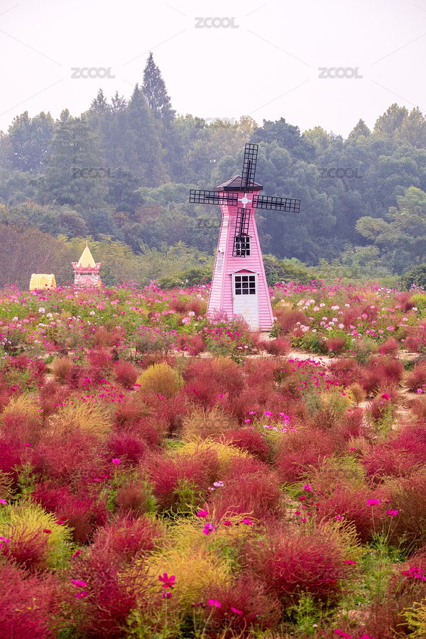 武漢東湖馬鞍山森林公園地膚草（主預覽-4733614） - 未分類 - 站酷設計師菠蘿撞上椰子原創(chuàng)素材 - 站酷ZCOOL