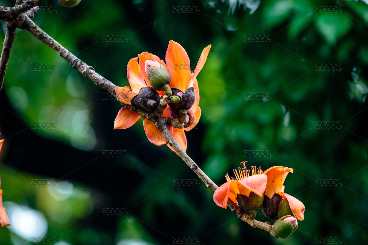 木棉花（主預(yù)覽-8184390） - 未分類(lèi) - 站酷設(shè)計(jì)師月色2020原創(chuàng)素材 - 站酷ZCOOL