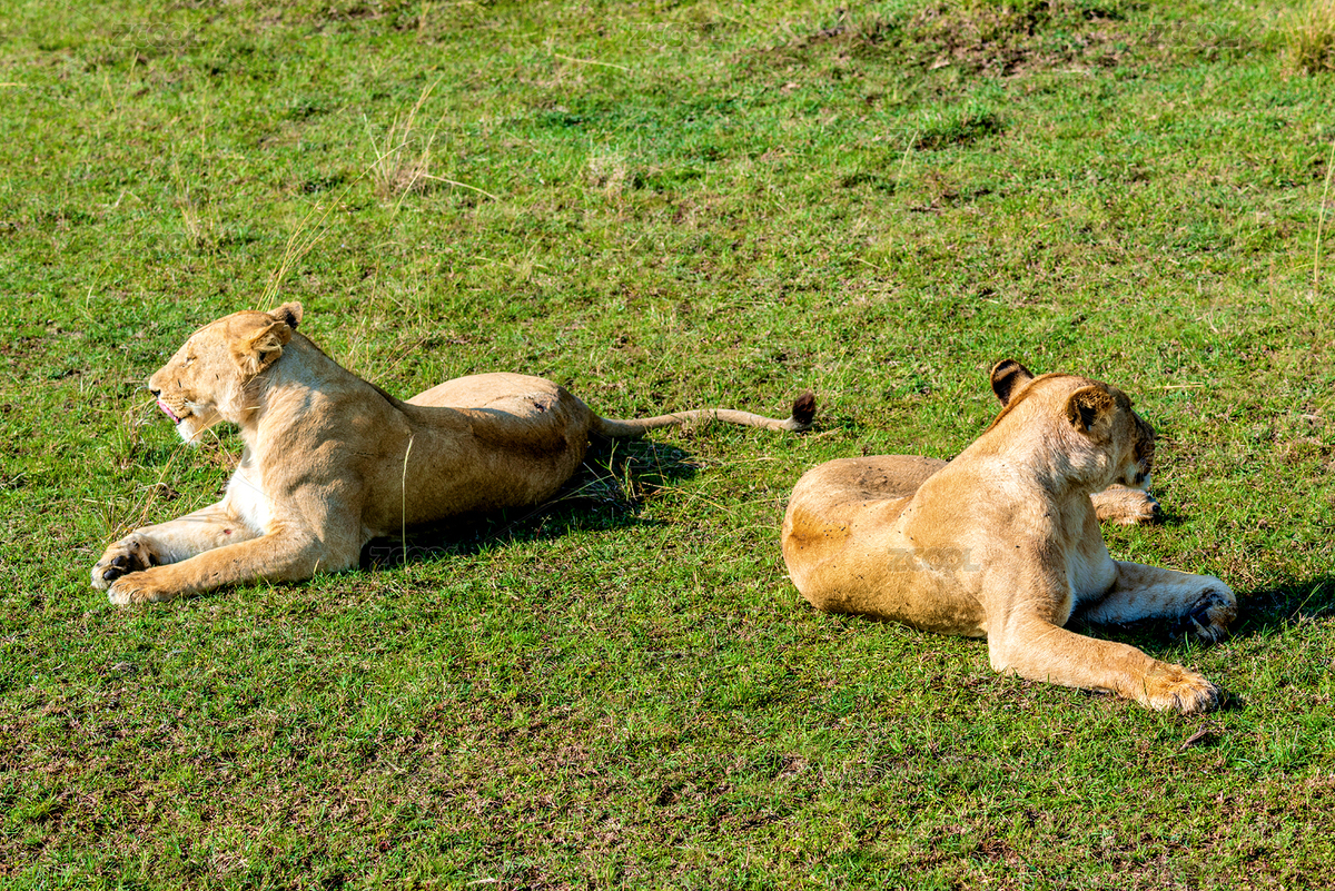 非洲肯尼亞馬賽馬拉的兩只母獅子（主預(yù)覽-10485058） - 未分類 - 站酷設(shè)計(jì)師健忘的行攝世界原創(chuàng)素材 - 站酷ZCOOL