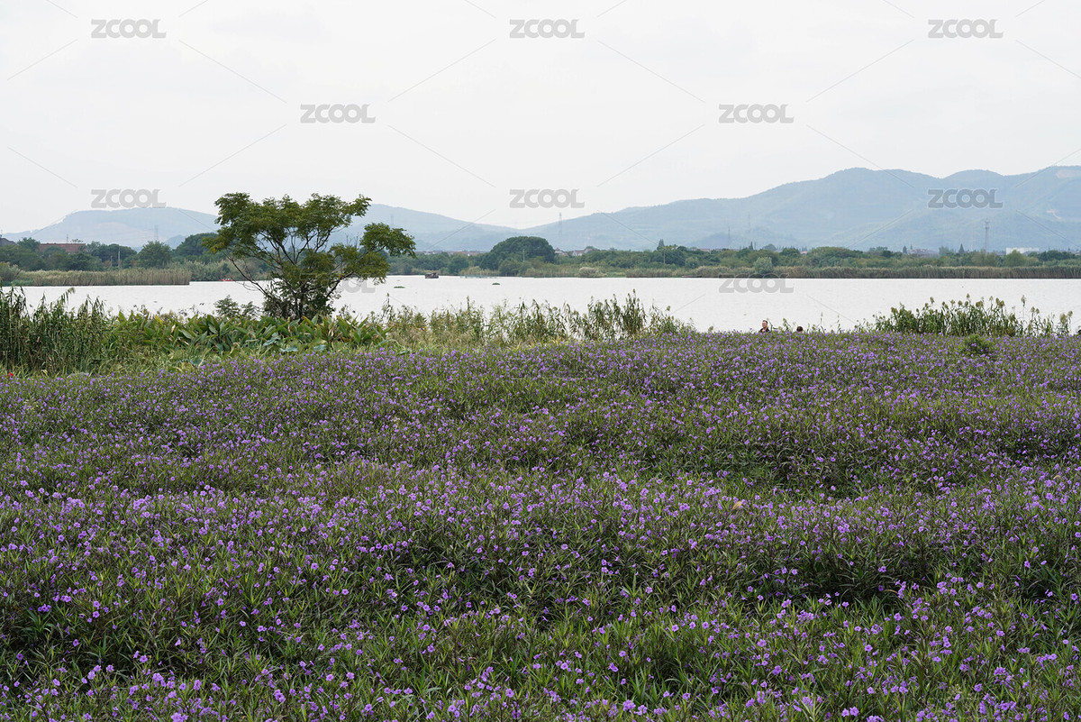 濕地公園（主預(yù)覽-2123586） - 未分類 - 站酷設(shè)計(jì)師飛兒67原創(chuàng)素材 - 站酷ZCOOL