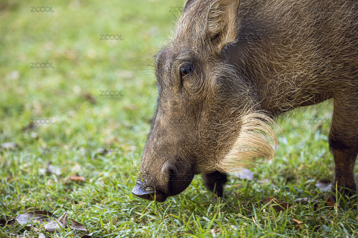 非洲野豬（主預(yù)覽-3191454） - 未分類 - 站酷設(shè)計(jì)師markzoo原創(chuàng)素材 - 站酷ZCOOL