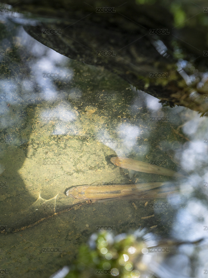 夏季入暑山澗魚兒享清涼（主預(yù)覽-8599559） - 未分類 - 站酷設(shè)計師蟲兒飛a原創(chuàng)素材 - 站酷ZCOOL