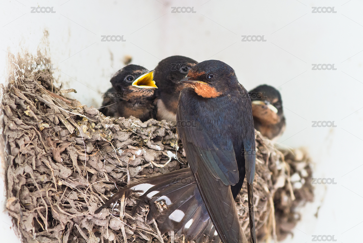 燕窩（主預(yù)覽-7138110） - 未分類 - 站酷設(shè)計(jì)師yuanbo83原創(chuàng)素材 - 站酷ZCOOL