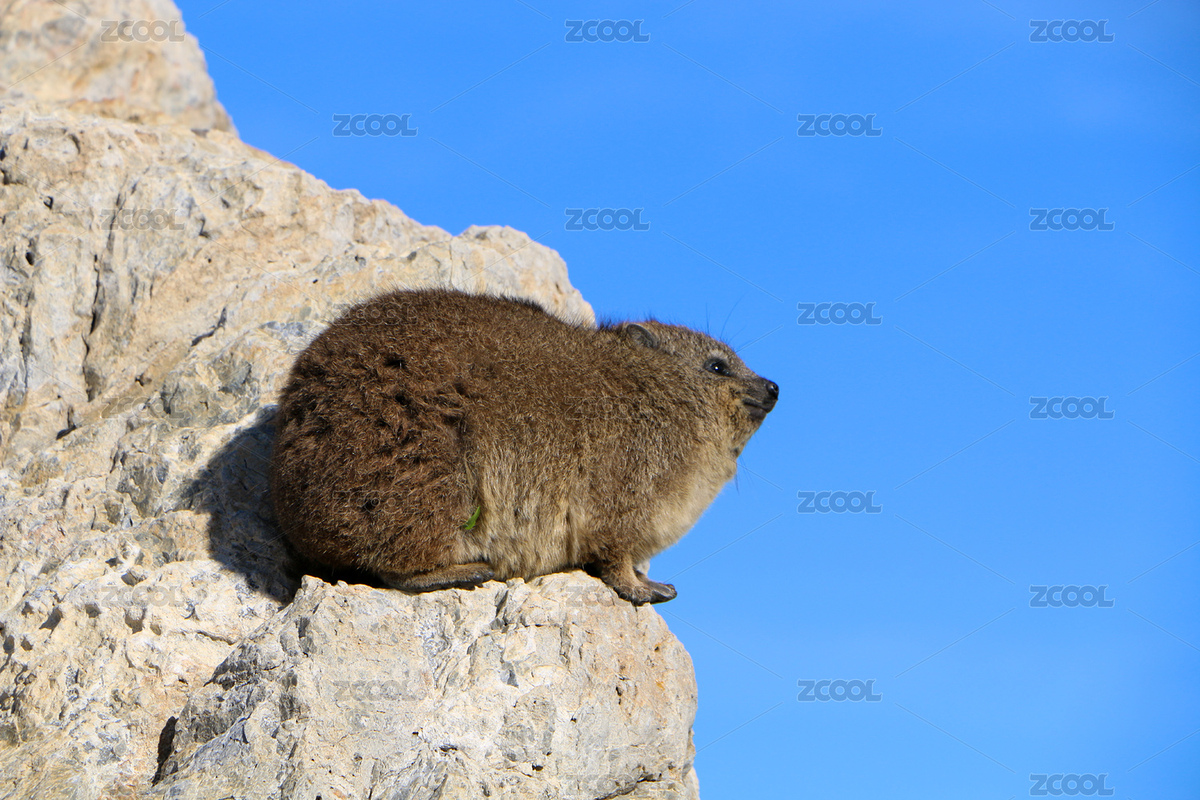 海角蹄兔（主預(yù)覽-4228887） - 未分類 - 站酷設(shè)計師JessicaHu原創(chuàng)素材 - 站酷ZCOOL