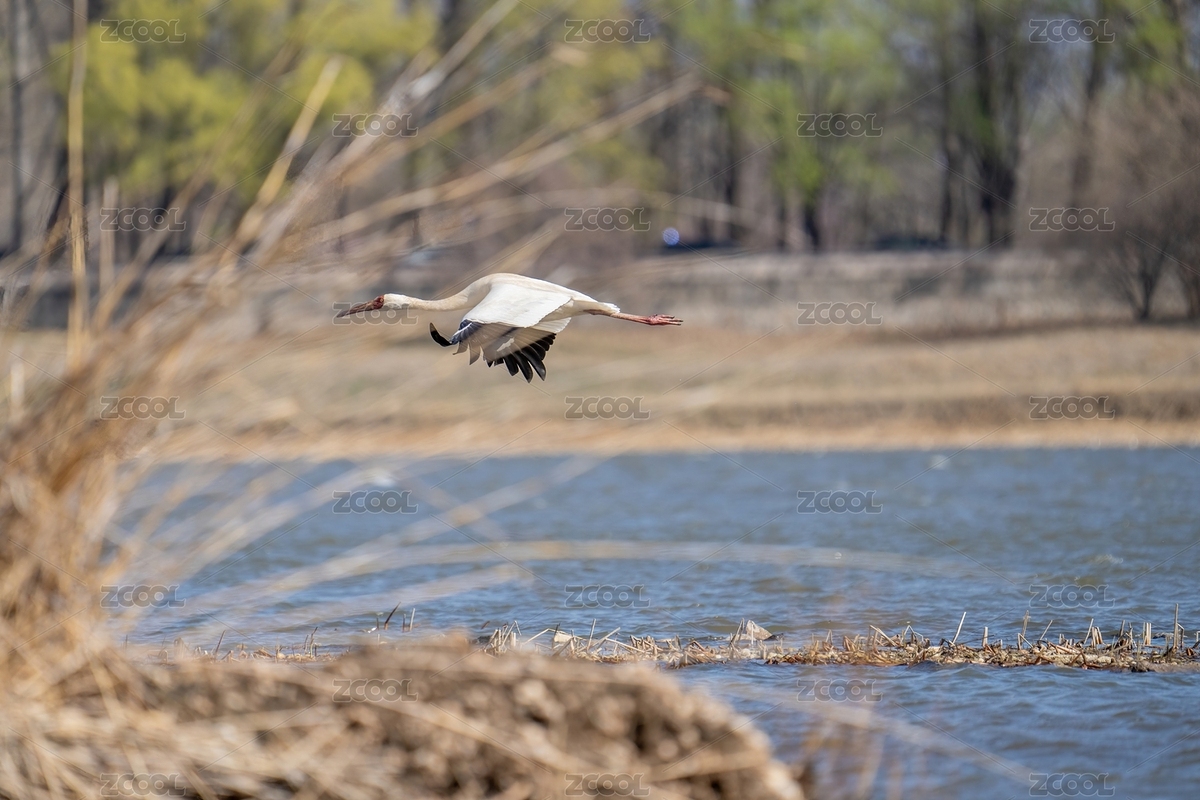 北京沙河水庫(kù)飛翔的白鶴（主預(yù)覽-7526575） - 未分類 - 站酷設(shè)計(jì)師新手羅原創(chuàng)素材 - 站酷ZCOOL