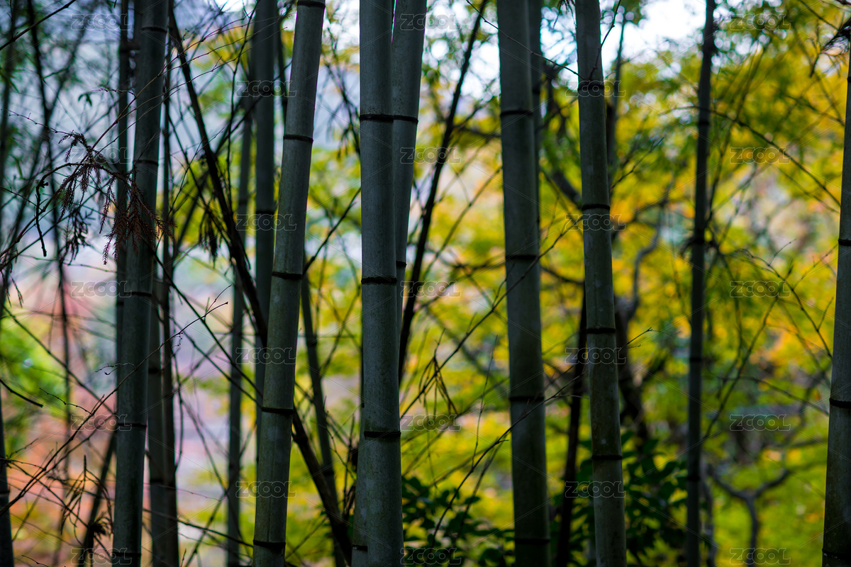 亞洲日本長野縣中山道的風光（主預覽-9301951） - 未分類 - 站酷設計師攝影師北川原創(chuàng)素材 - 站酷ZCOOL