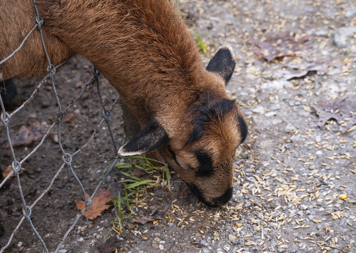 頭部擠出鐵網想找吃的山羊（主預覽-5495761） - 未分類 - 站酷設計師大熊0號原創(chuàng)素材 - 站酷ZCOOL