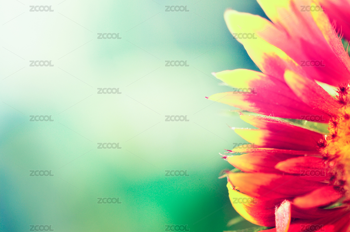 花（主預(yù)覽-2631184） - 未分類 - 站酷設(shè)計(jì)師建筑攝影師王曜華原創(chuàng)素材 - 站酷ZCOOL