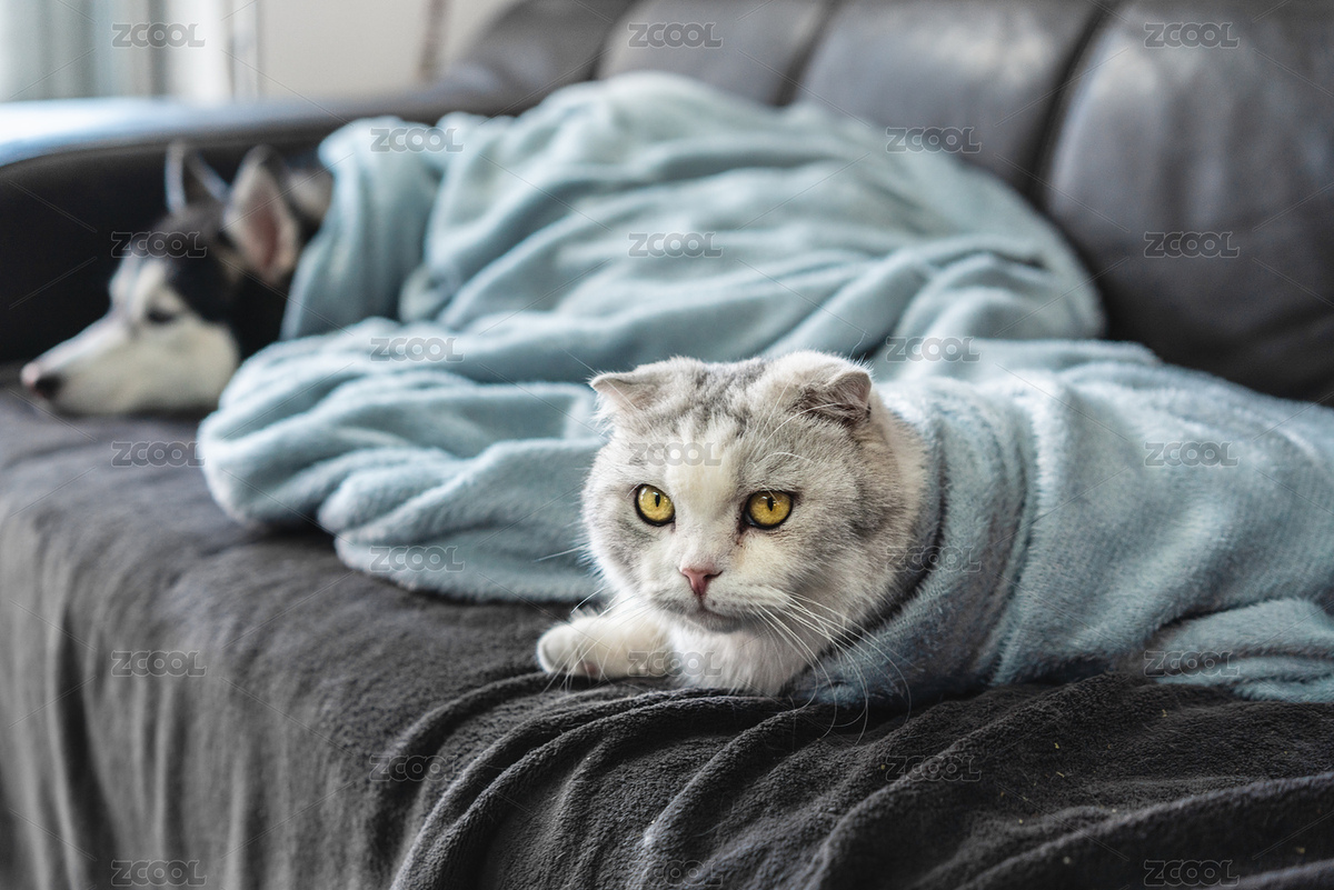 一起裹著毯子趴在沙發(fā)上的哈士奇與小貓咪（主預(yù)覽-6823142） - 未分類 - 站酷設(shè)計(jì)師Anciens原創(chuàng)素材 - 站酷ZCOOL