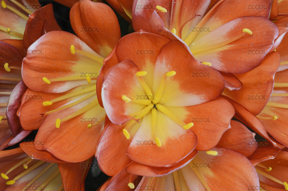 大花君子蘭（主預覽-8324211） - 未分類 - 站酷設計師ForrestLoong原創(chuàng)素材 - 站酷ZCOOL