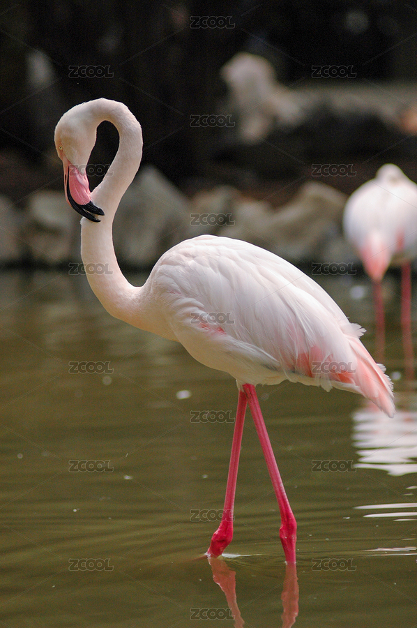 火烈鳥(niǎo)（主預(yù)覽-6133429） - 未分類(lèi) - 站酷設(shè)計(jì)師金翅大鵬原創(chuàng)素材 - 站酷ZCOOL