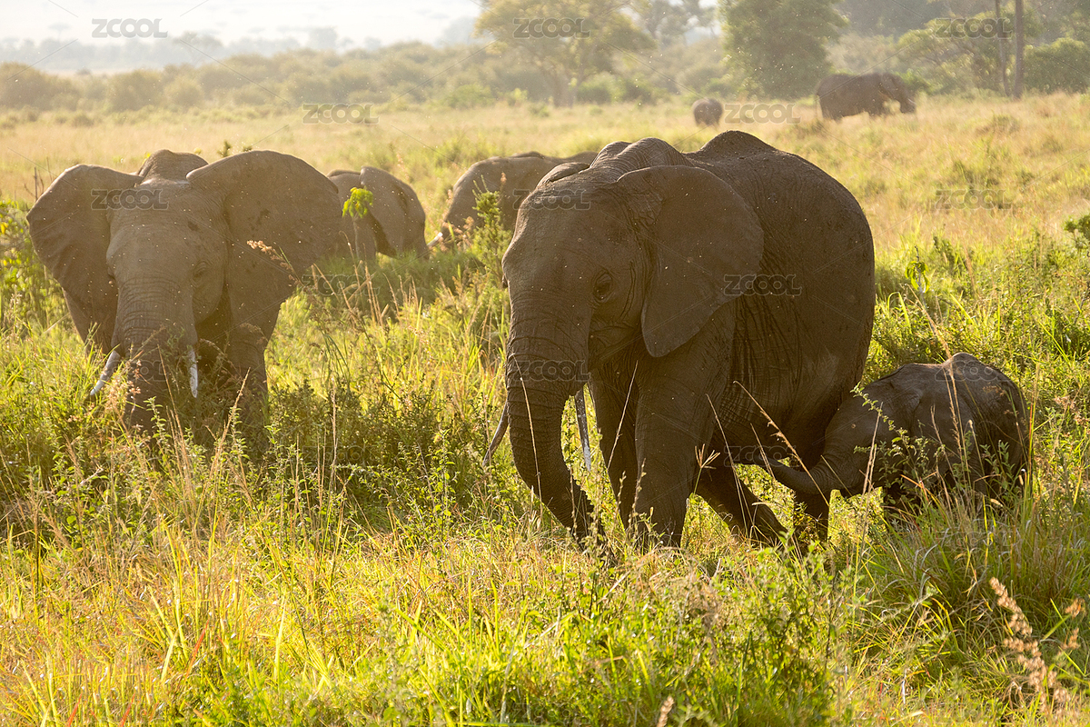 非洲肯尼亞馬賽馬拉草原上的非洲象群（主預(yù)覽-5373523） - 未分類 - 站酷設(shè)計(jì)師CcccCccc1005原創(chuàng)素材 - 站酷ZCOOL