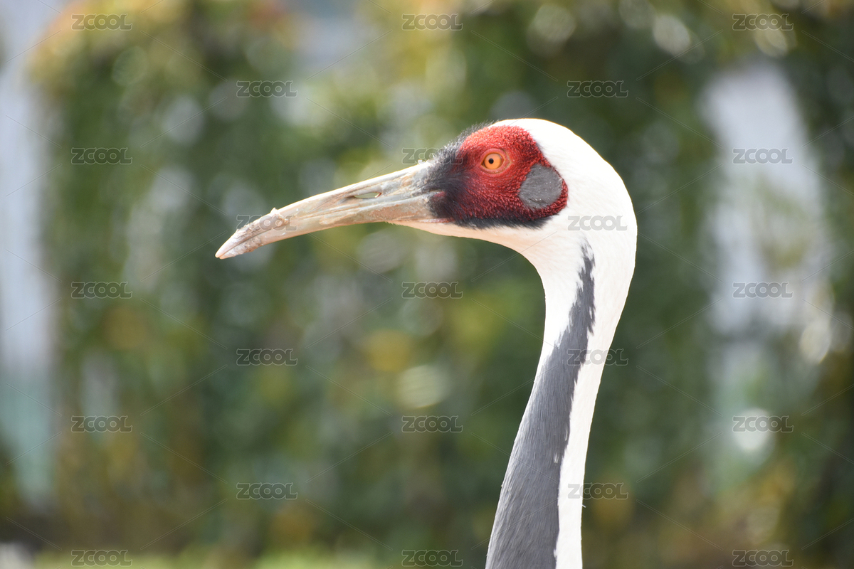 鶴頭部特寫(xiě)（主預(yù)覽-6997531） - 未分類(lèi) - 站酷設(shè)計(jì)師花千樹(shù)攝影原創(chuàng)素材 - 站酷ZCOOL