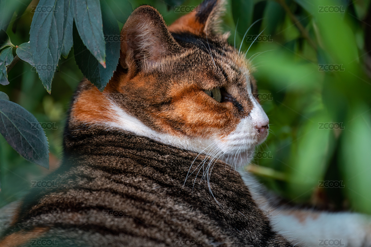 綠葉掩映下的一只三花貓?zhí)貙懀ㄖ黝A覽-11048190） - 未分類 - 站酷設計師瓶子里的酒原創(chuàng)素材 - 站酷ZCOOL