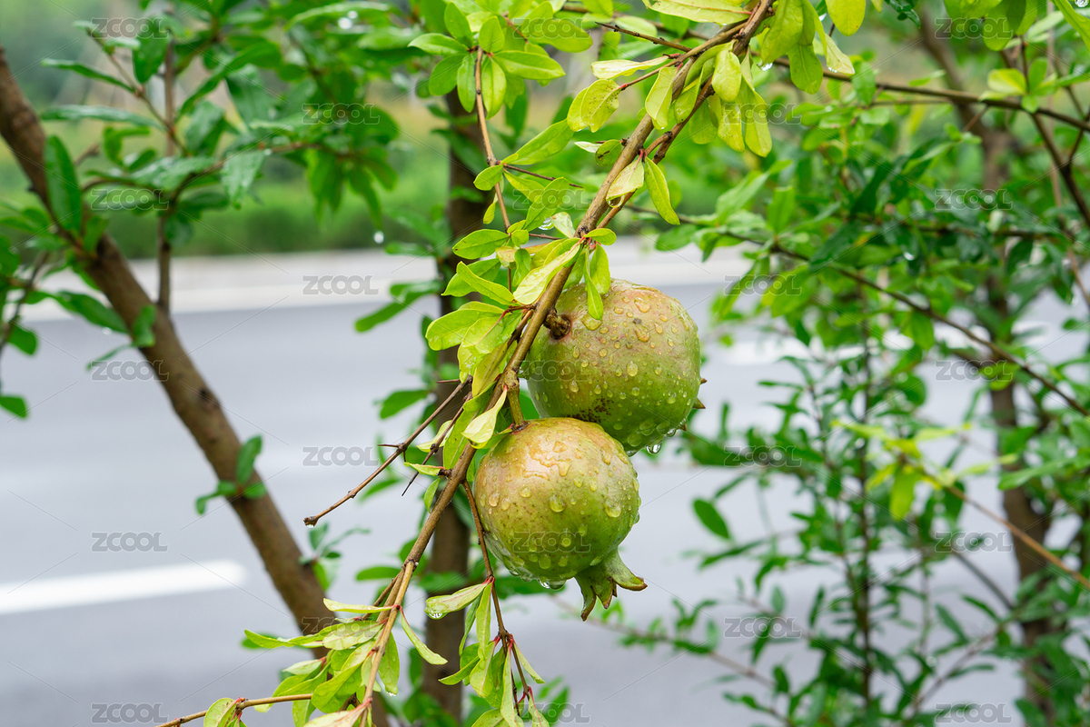 夏天雨后的石榴树和石榴（主预览-9379535） - 未分类 - 站酷设计师蓝色小小原创素材 - 站酷ZCOOL