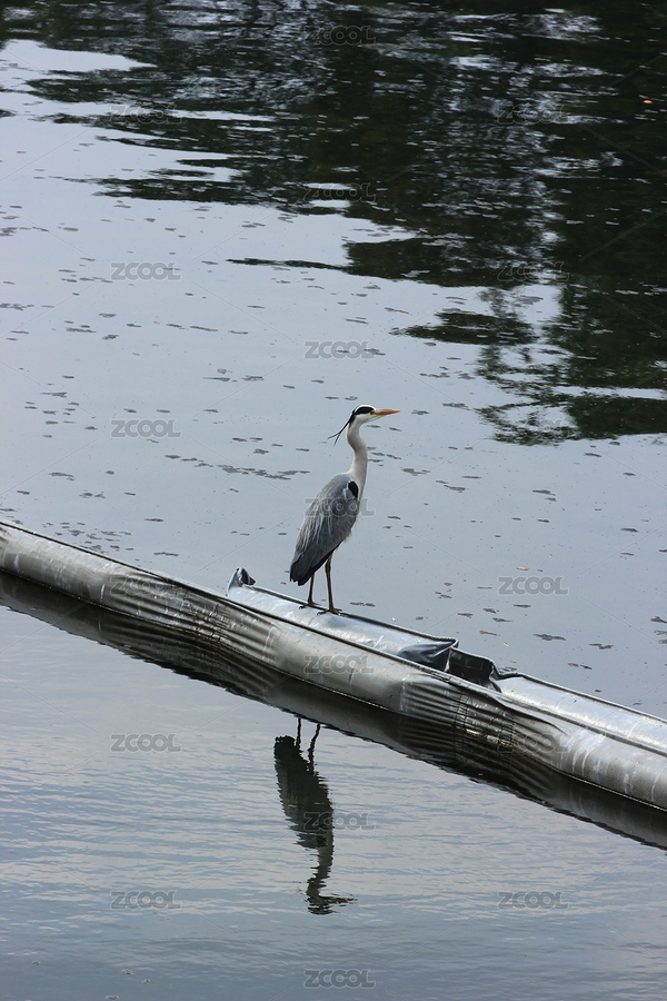 成都锦江河畔的苍鹭（主预览-9244268） - 未分类 - 站酷设计师微捕手原创素材 - 站酷ZCOOL
