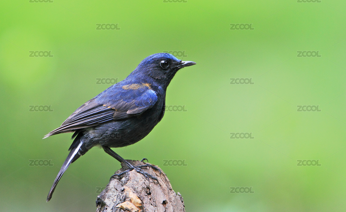 野生鸟类白尾蓝地鸲特写（主预览-7046093） - 未分类 - 站酷设计师yuanbo83原创素材 - 站酷ZCOOL