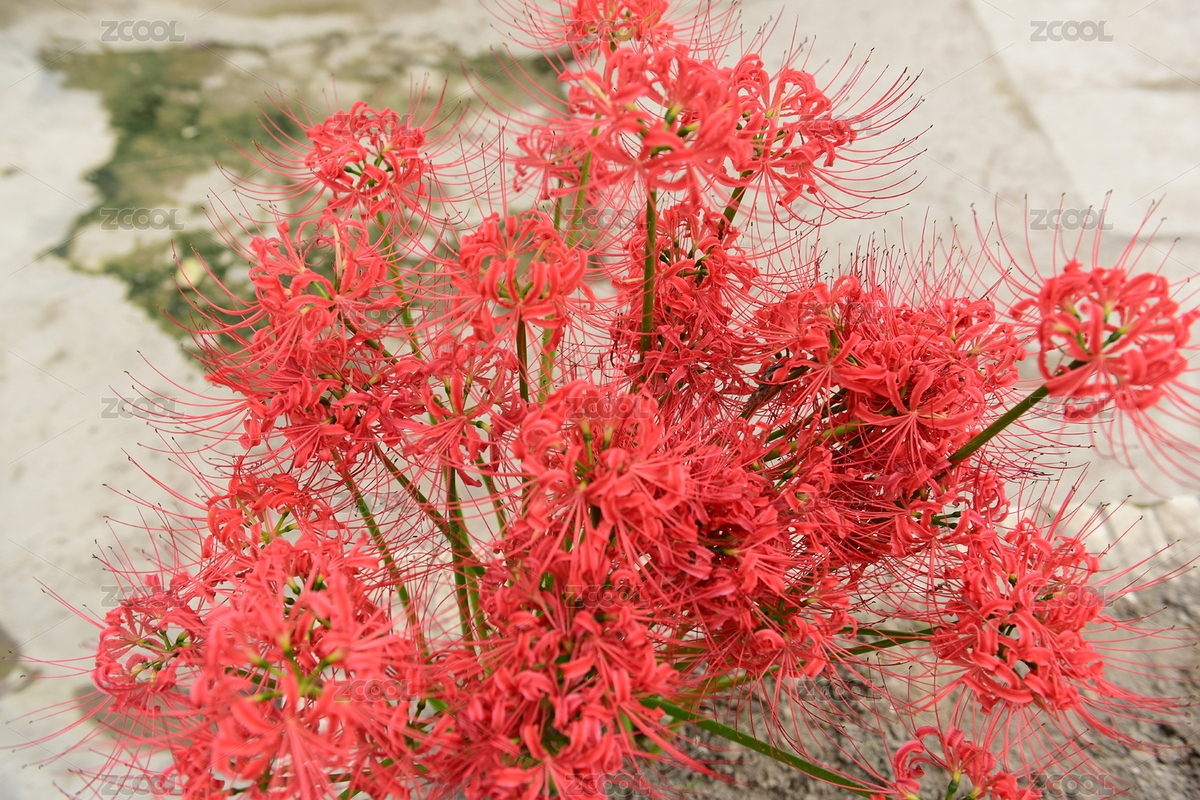 红色的彼岸花（主预览-8008471） - 未分类 - 站酷设计师大唐视觉原创素材 - 站酷ZCOOL