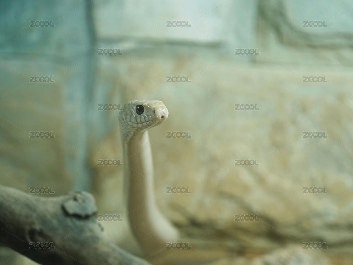 滑鼠蛇蛻皮（主預(yù)覽-5979259） - 未分類 - 站酷設(shè)計師hmykxla原創(chuàng)素材 - 站酷ZCOOL