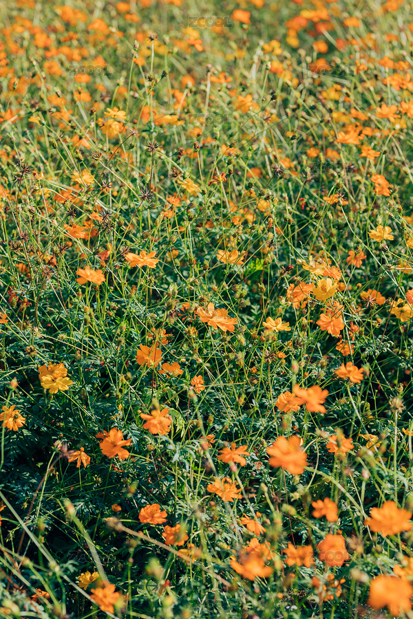 自然界的花朵（主預覽-8132519） - 未分類 - 站酷設計師跨界攝影叔原創(chuàng)素材 - 站酷ZCOOL