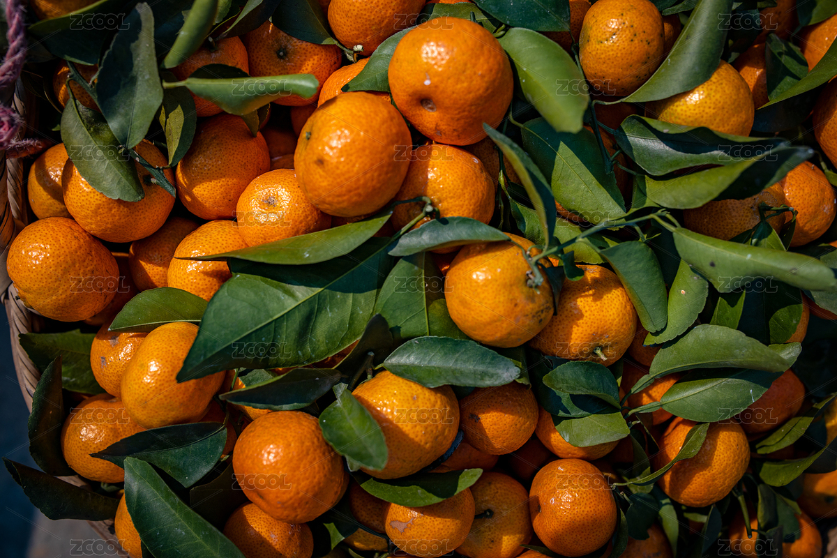 中國廣東省肇慶四會砂糖桔（主預(yù)覽-8962766） - 未分類 - 站酷設(shè)計(jì)師zxl2046原創(chuàng)素材 - 站酷ZCOOL