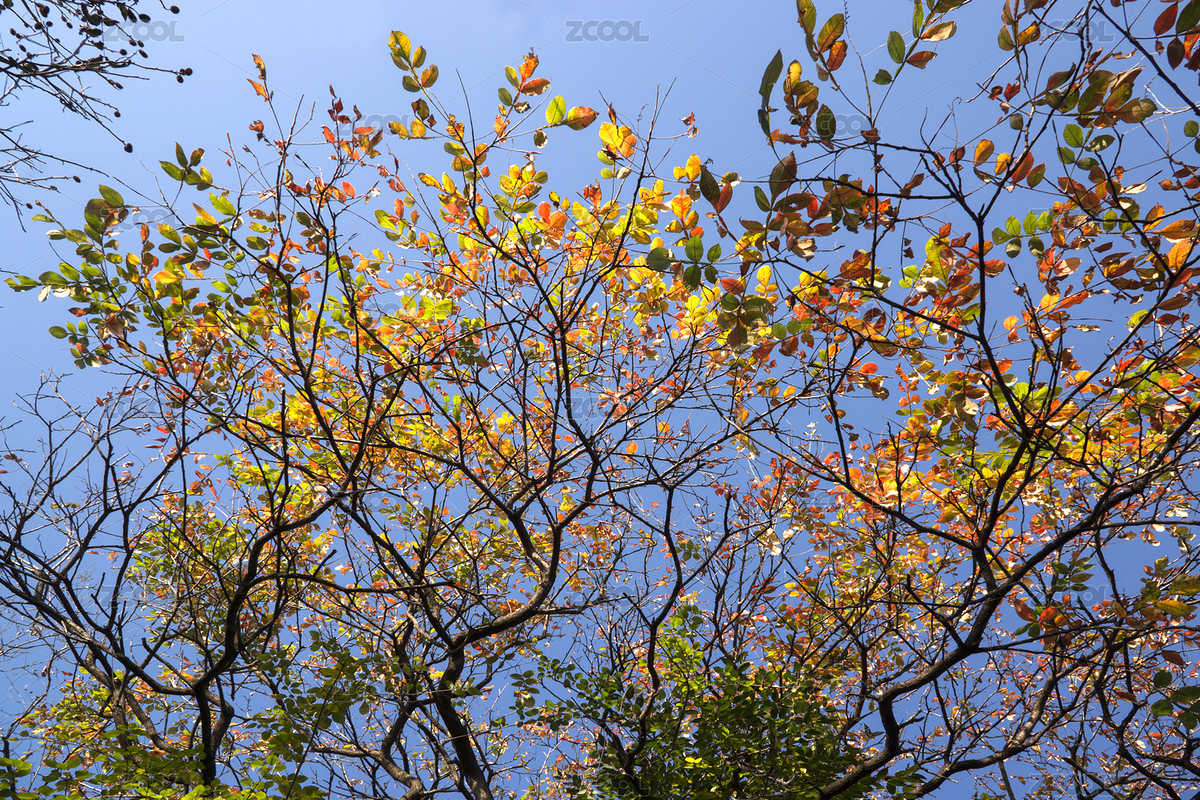 中國河南禹州市鳩山鎮(zhèn)大鴻寨秋季紅葉（主預覽-1802787） - 未分類 - 站酷設計師zwh98058原創(chuàng)素材 - 站酷ZCOOL