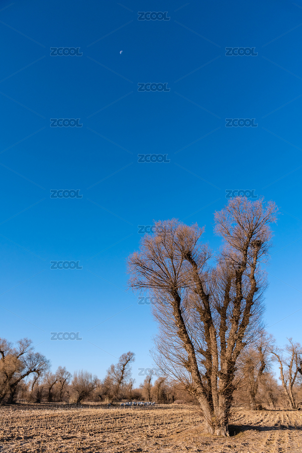 中國內(nèi)蒙古通遼的耕地和樹木（主預(yù)覽-7745491） - 未分類 - 站酷設(shè)計師zkhlxm原創(chuàng)素材 - 站酷ZCOOL