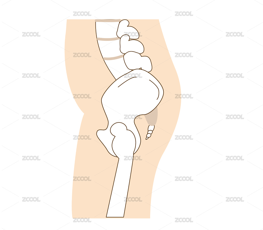 骨盆傾斜和正確位置（主預覽-1632475） - 未分類 - 站酷設計師suma_illustrator原創(chuàng)素材 - 站酷ZCOOL