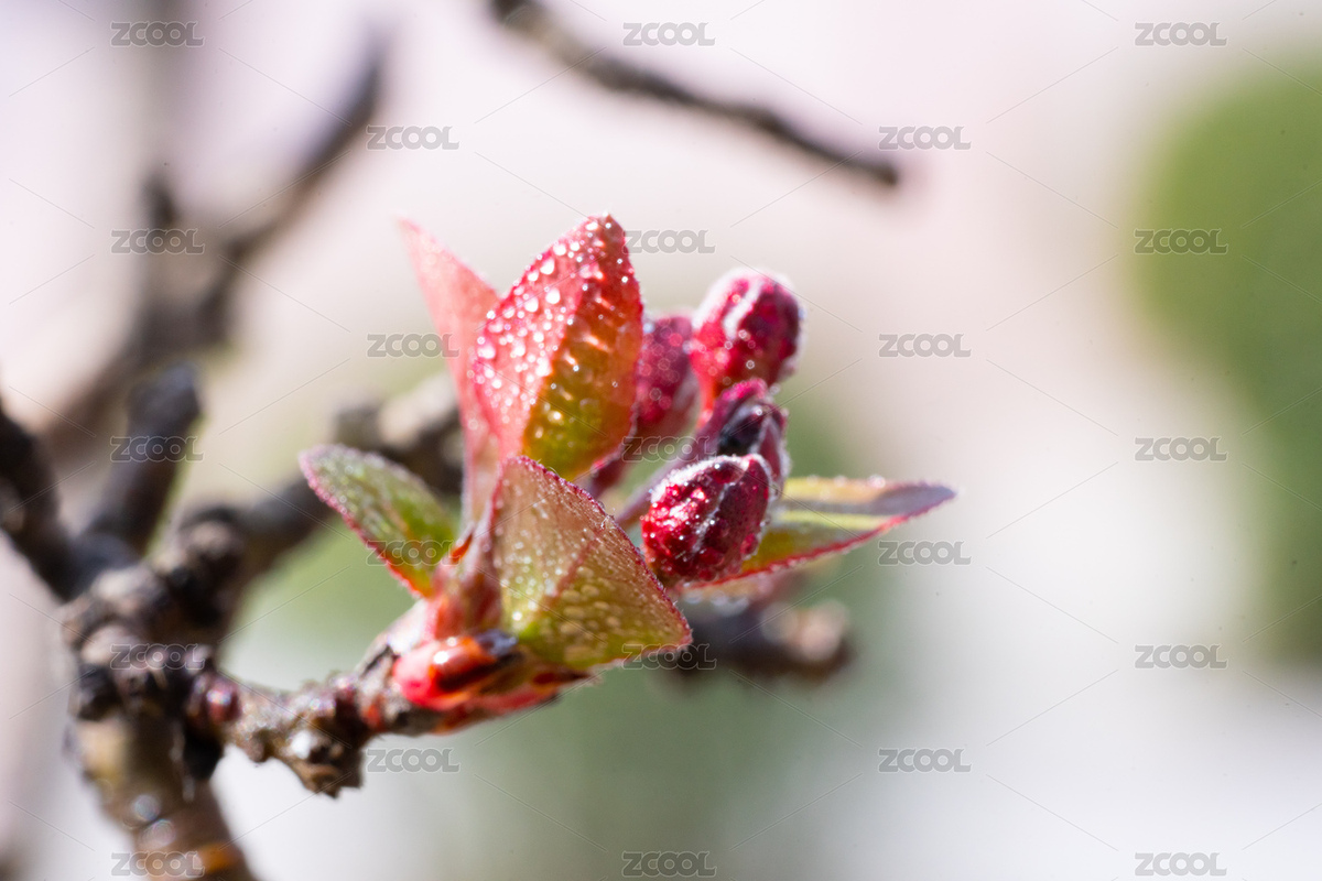 垂絲海棠（主預(yù)覽-8149327） - 未分類 - 站酷設(shè)計(jì)師安147123原創(chuàng)素材 - 站酷ZCOOL