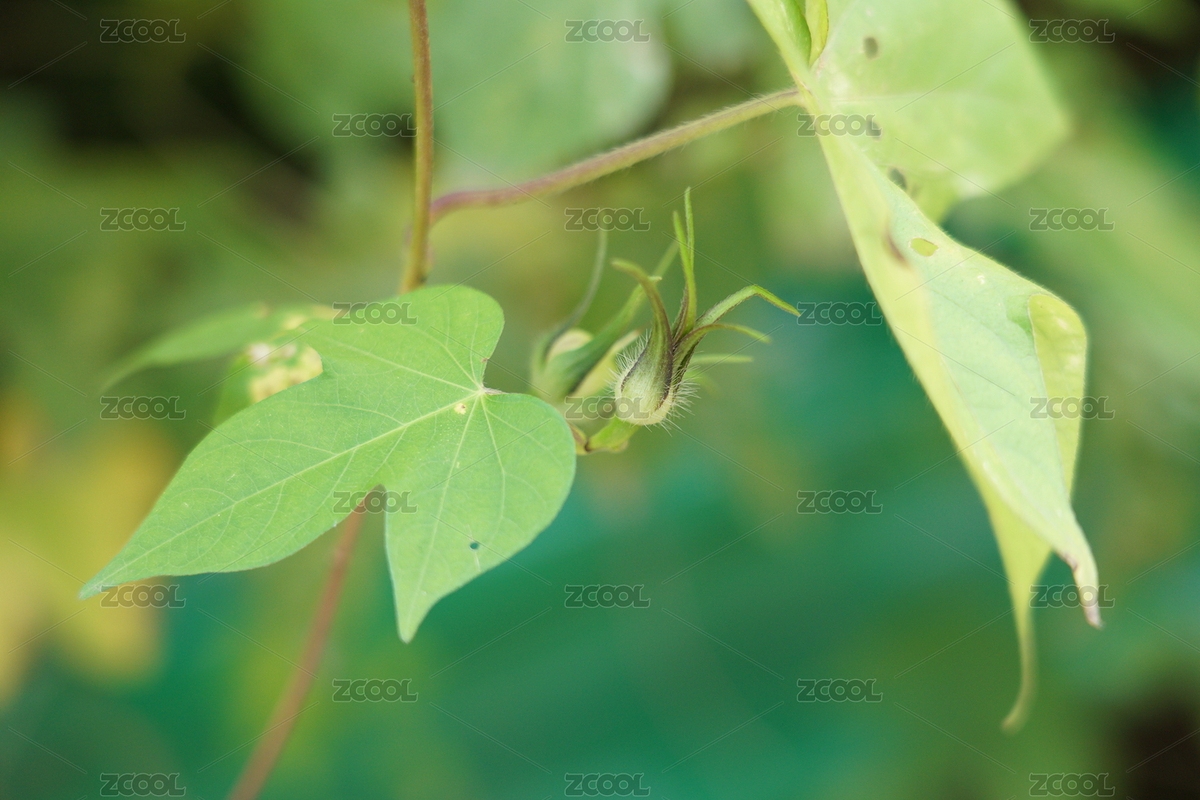 喇叭花凋謝后留下的果子（主預(yù)覽-7448754） - 未分類 - 站酷設(shè)計(jì)師GUFan_fan原創(chuàng)素材 - 站酷ZCOOL