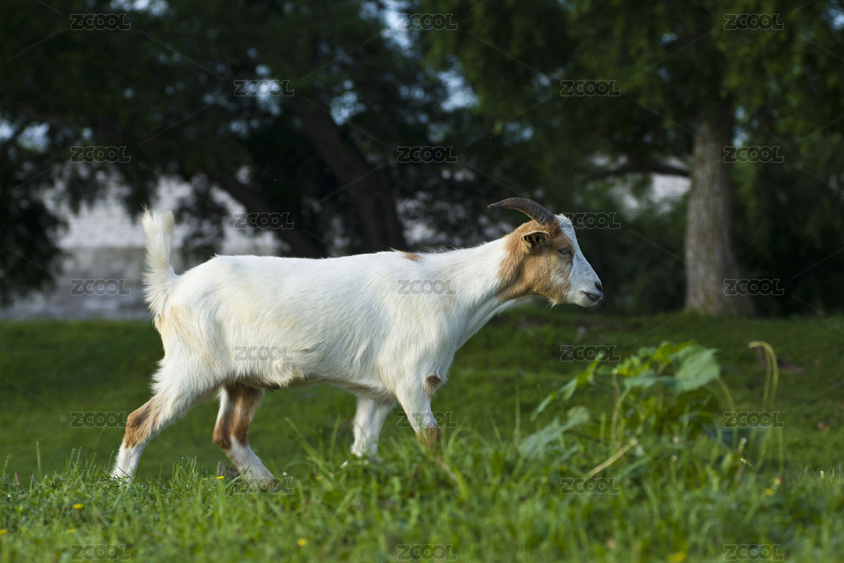山羊（主預(yù)覽-2917373） - 未分類 - 站酷設(shè)計(jì)師贊贊尼原創(chuàng)素材 - 站酷ZCOOL