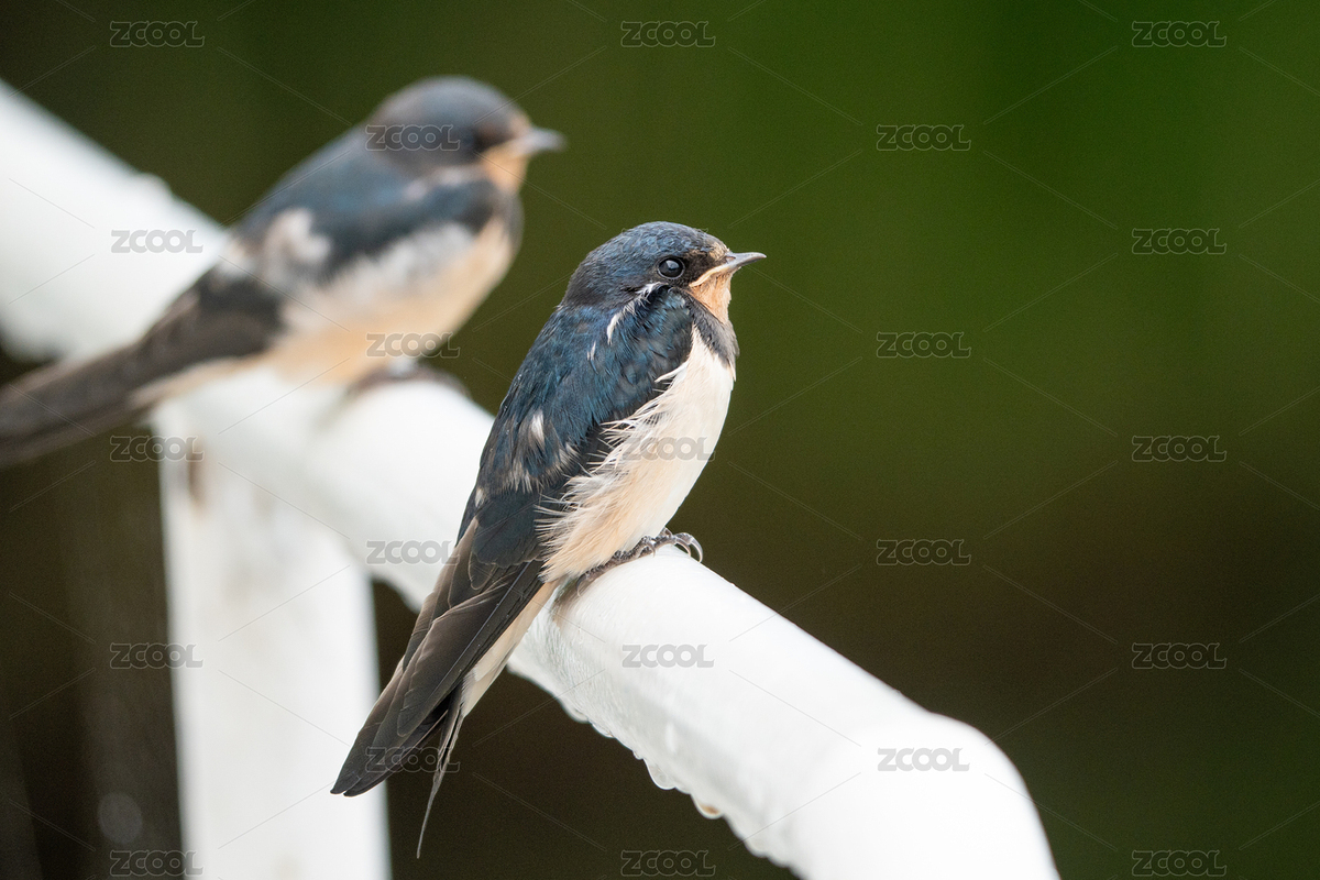 公園欄桿上的家燕特寫（主預(yù)覽-11084962） - 未分類 - 站酷設(shè)計師知北游啊原創(chuàng)素材 - 站酷ZCOOL