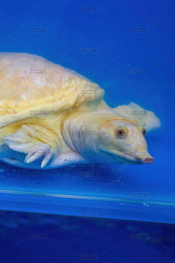 一只生猛的養(yǎng)殖甲魚特寫（主預(yù)覽-5219348） - 未分類 - 站酷設(shè)計(jì)師SteveChum原創(chuàng)素材 - 站酷ZCOOL