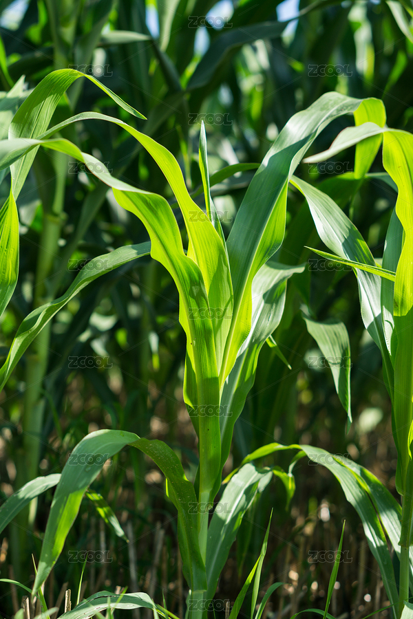 中原北方農(nóng)村田地里面的玉米（主預(yù)覽-7607489） - 未分類 - 站酷設(shè)計(jì)師藍(lán)色小小原創(chuàng)素材 - 站酷ZCOOL