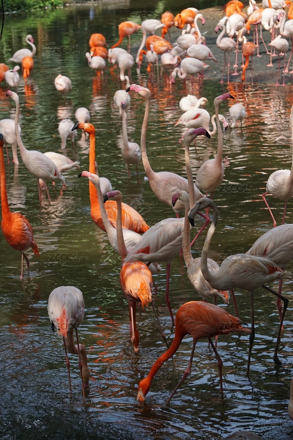 火烈鳥（主預(yù)覽-5011742） - 未分類 - 站酷設(shè)計(jì)師laosi_w原創(chuàng)素材 - 站酷ZCOOL